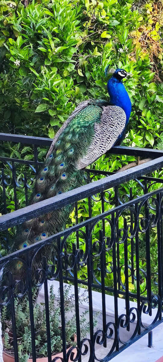 Xiaomi Redmi Note 14 Pro 5G Dual SIM (8/256GB) Midnight Black